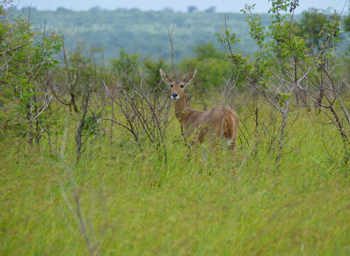 Image de Redunca grande