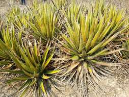 Слика од Agave triangularis Jacobi