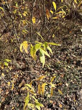 Image of Salix rhamnifolia Pall.