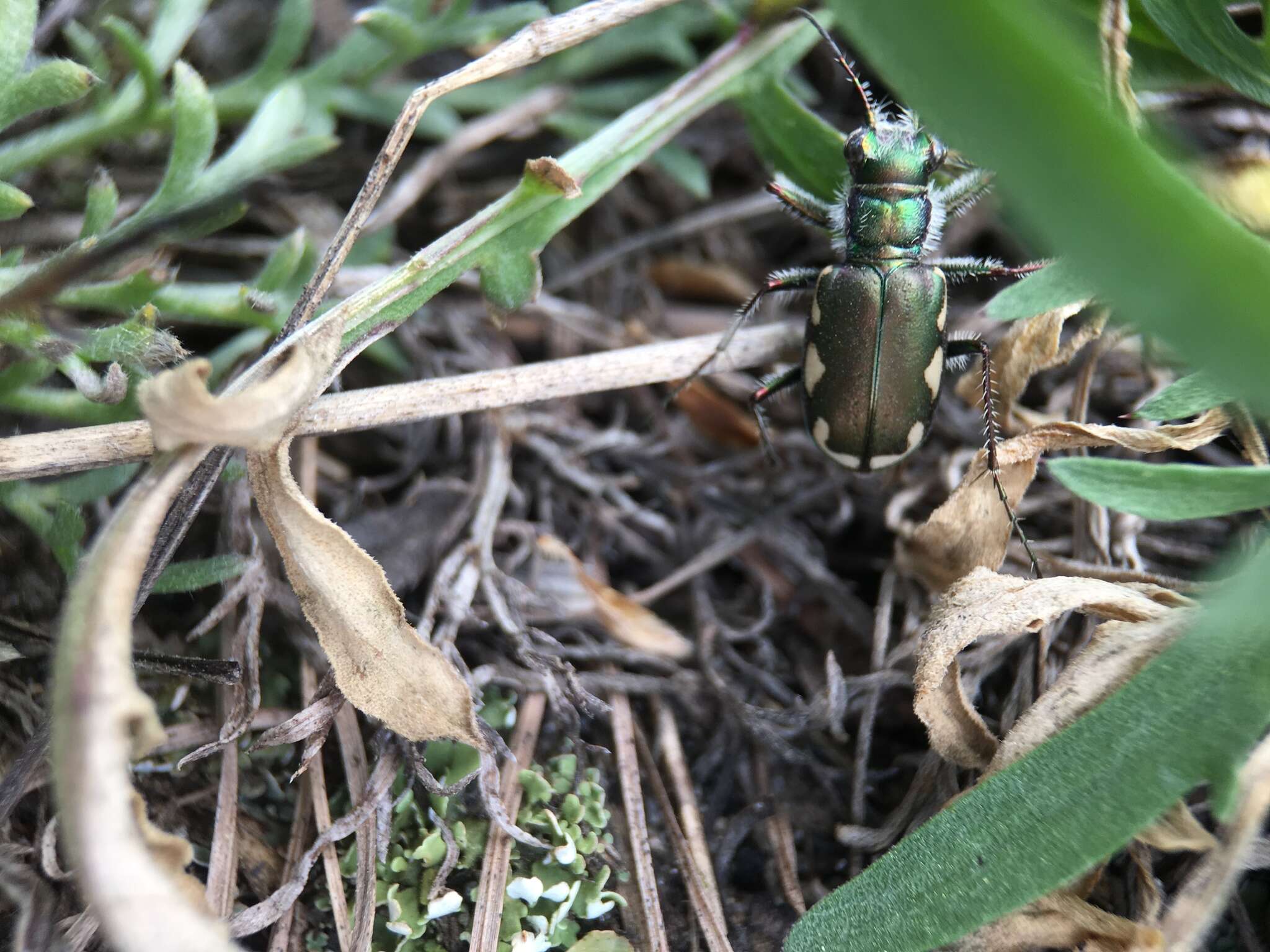 Image of Cicindela (Cicindela) scutellaris lecontei Haldeman 1853