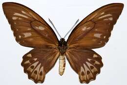 Image de Ornithoptera priamus (Linnaeus 1758)