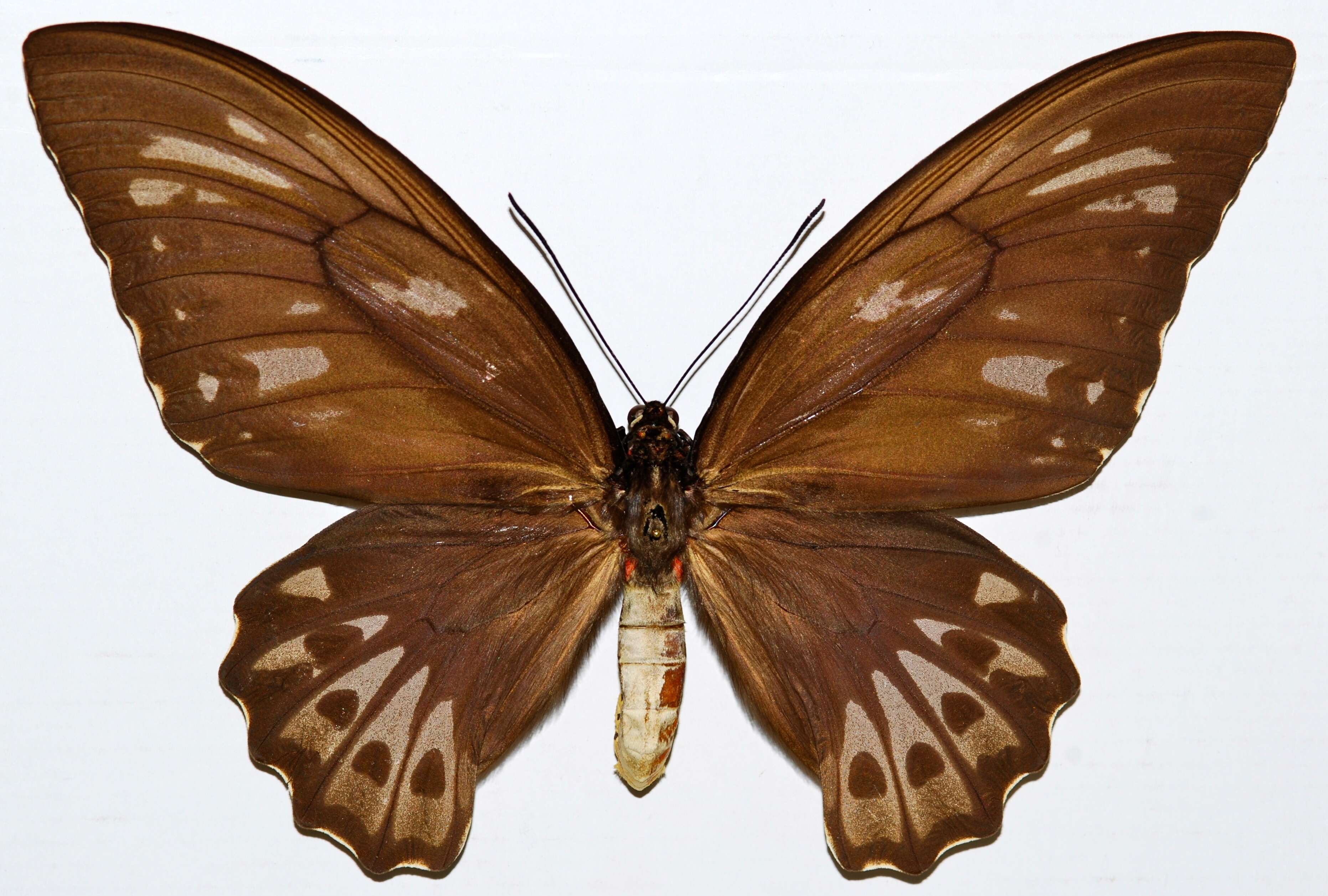 Image de Ornithoptera priamus (Linnaeus 1758)