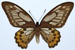 Plancia ëd Ornithoptera croesus Wallace 1859