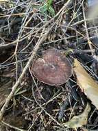 Image of Rhodocollybia purpurata (G. Stev.) J. A. Cooper 2014