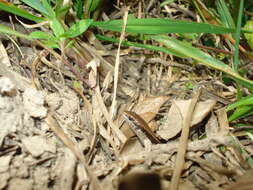 Image of Taylor's Ground Skink