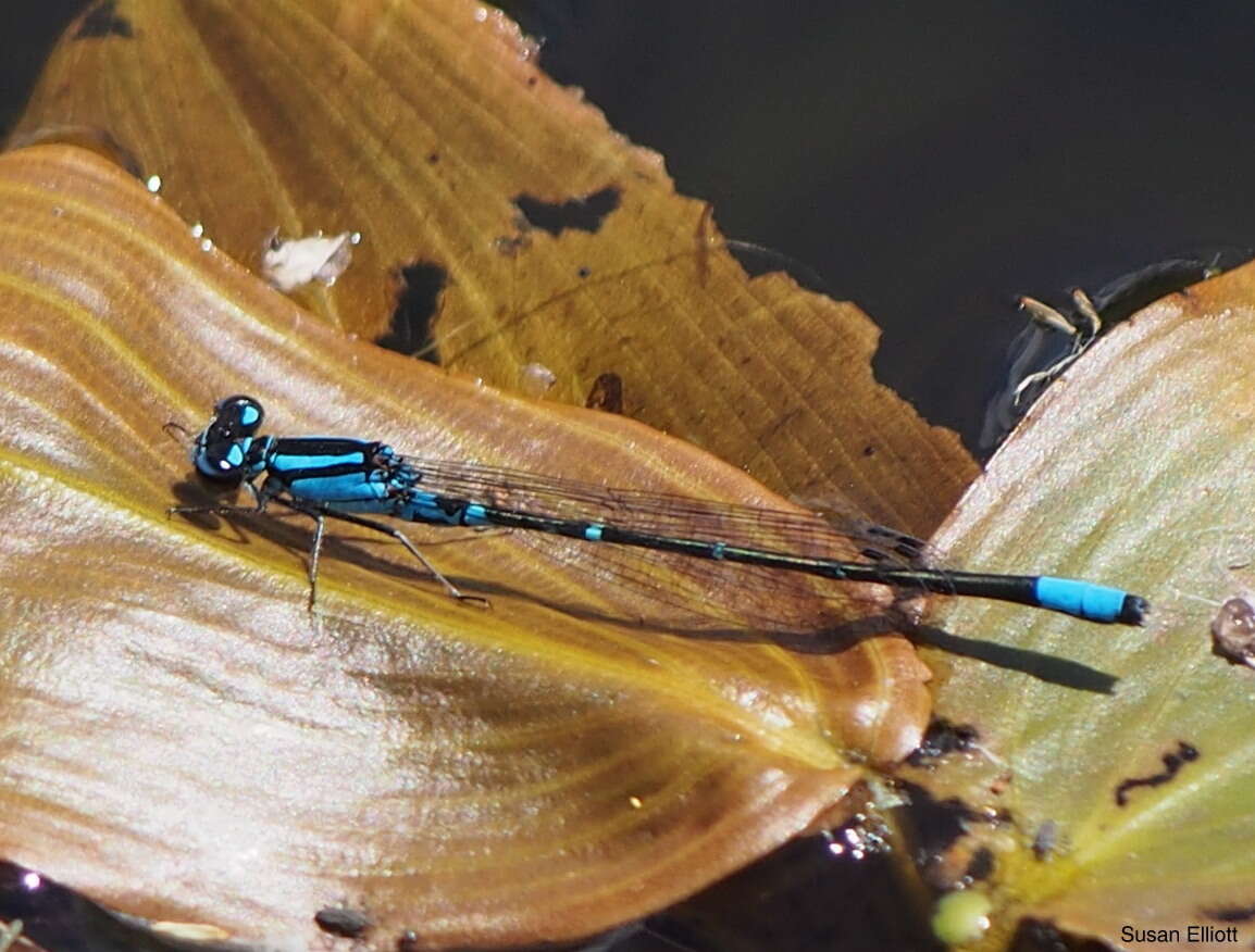 Image of Skimming Bluet