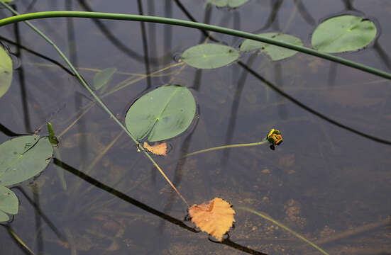 Image de Nénuphar nain