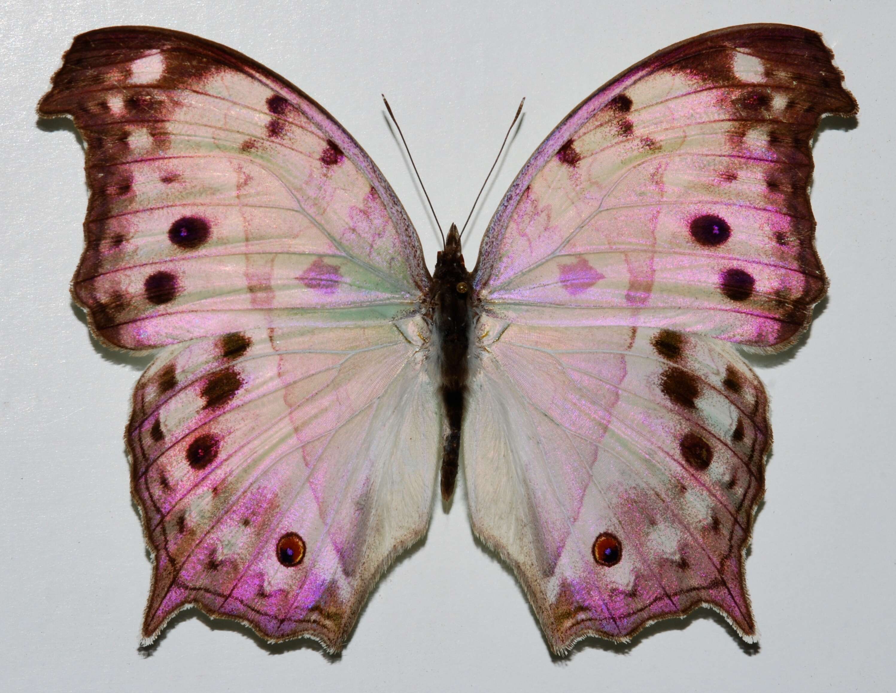 Image of Protogoniomorpha parhassus