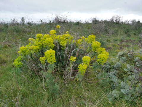 Euphorbia characias subsp. characias resmi