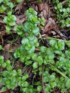 Image of Sedum rhodocarpum Rose