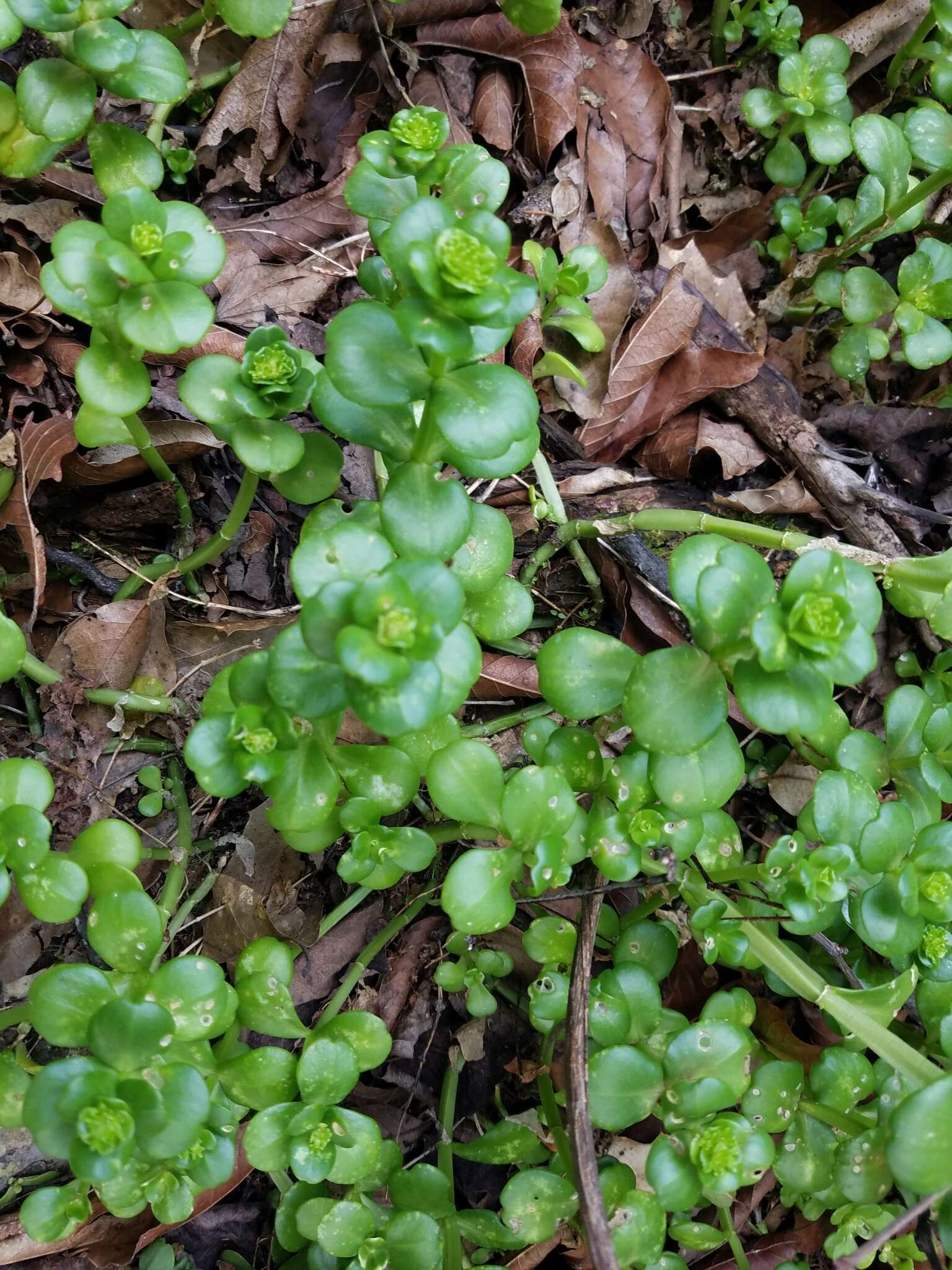 Image of Sedum rhodocarpum Rose