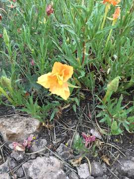 Imagem de Oenothera hartwegii subsp. fendleri (A. Gray) W. L. Wagner & Hoch