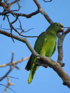 Image of Yellow-crowned Parrot, Yellow-crowned Amazon
