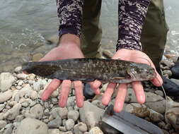 Image of Amur catfish