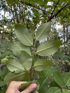 Image of rufous false cocaine