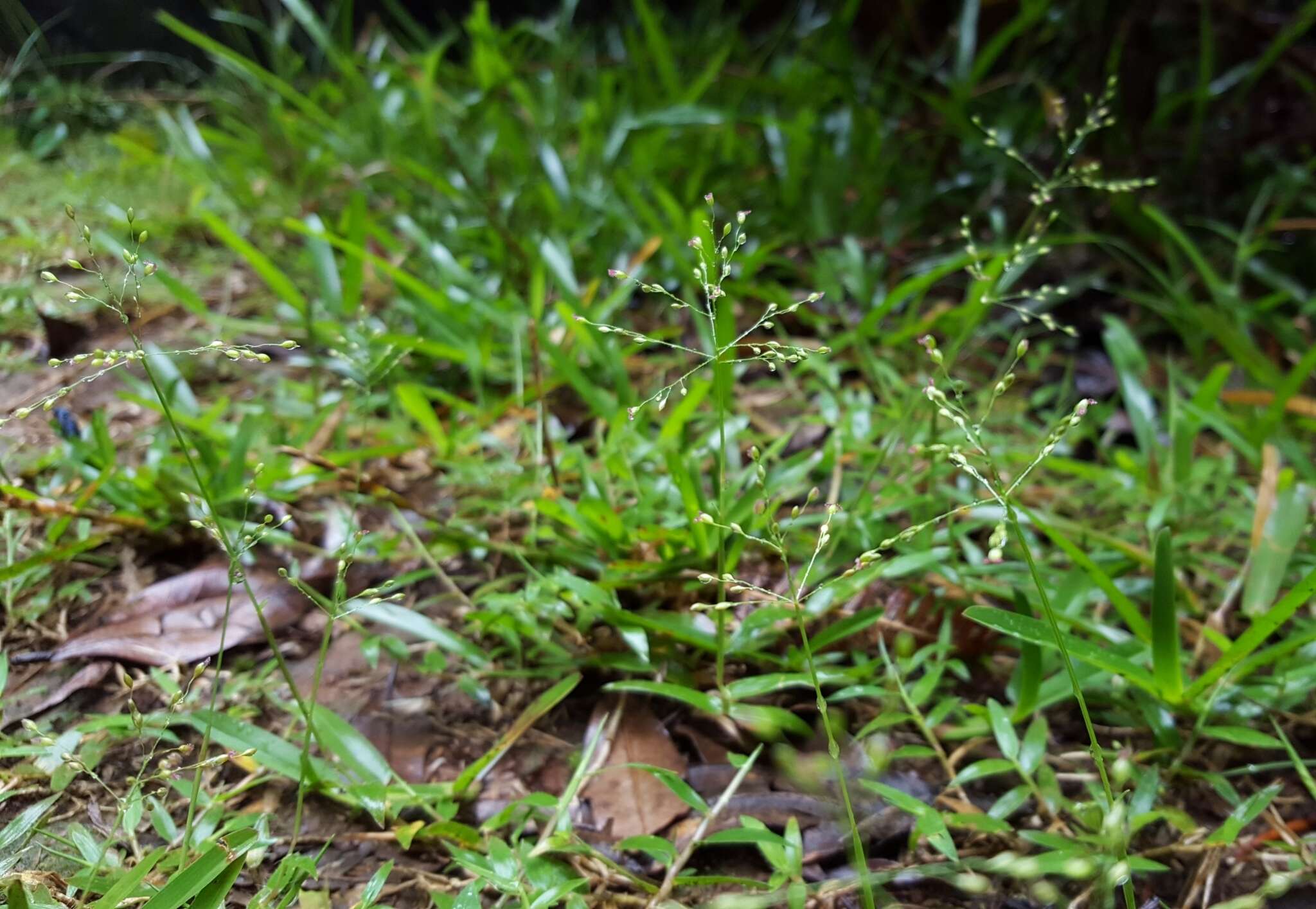 Plancia ëd Brachiaria umbellata (Trin.) Clayton