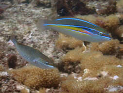 Image of Stripebelly wrasse