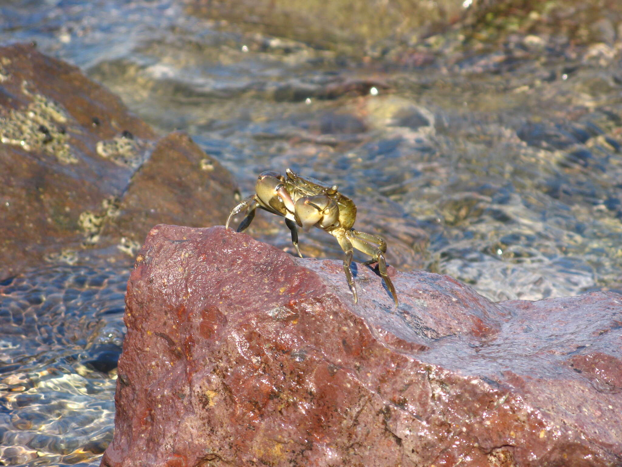 Image of Hemigrapsus penicillatus (De Haan 1835)