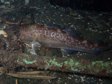 صورة Gadus macrocephalus Tilesius 1810