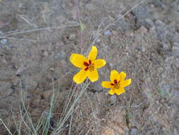 Image of Bidens bicolor Greenm.