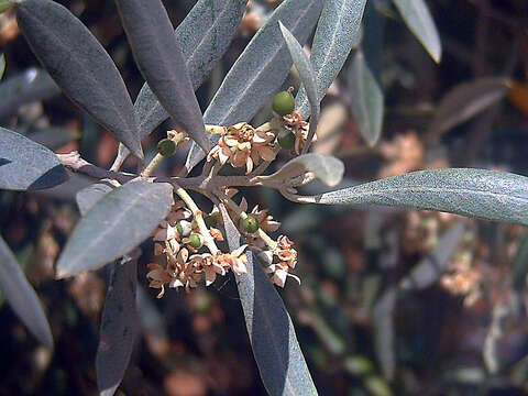 Image of olive tree