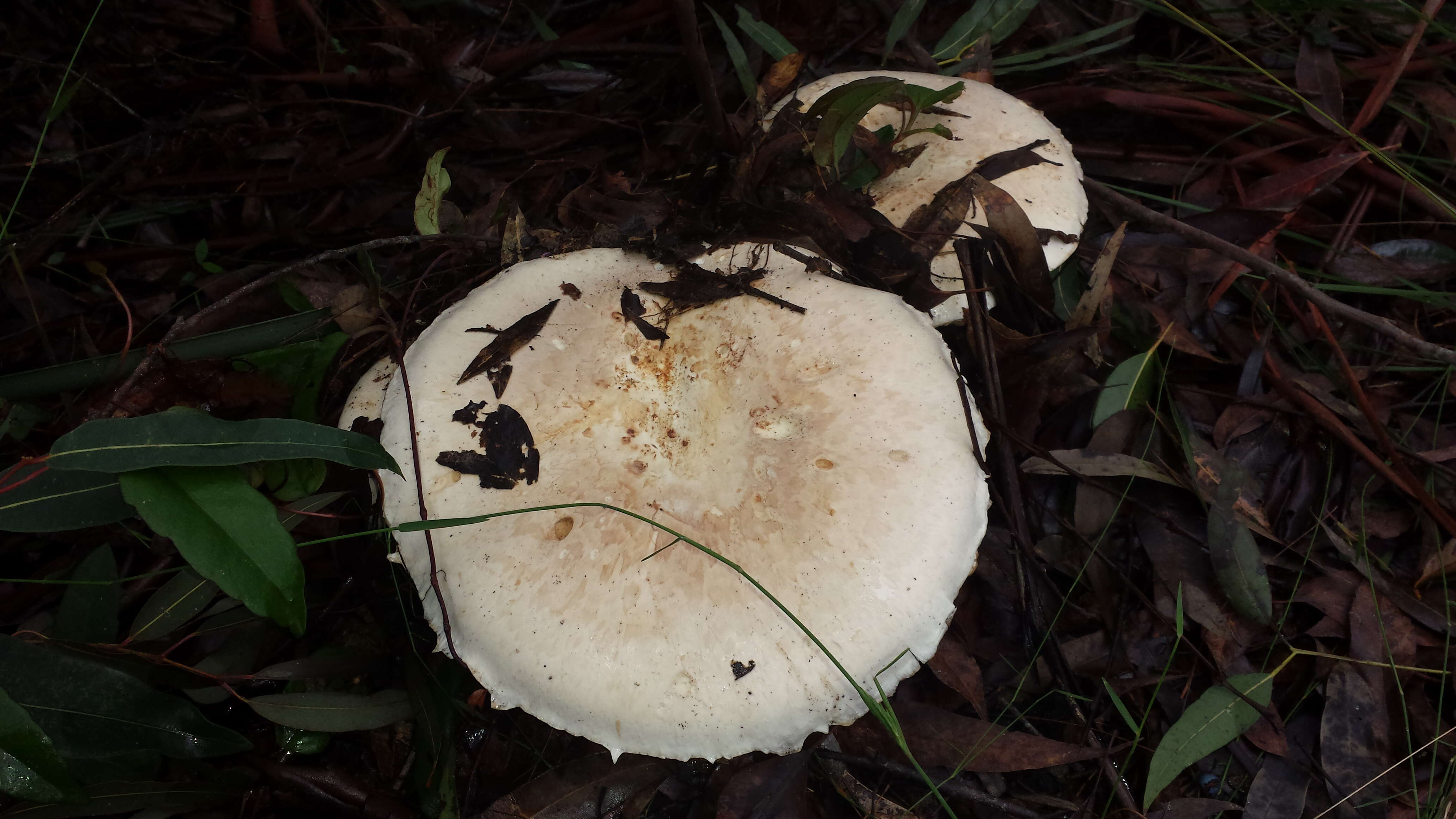 صورة Cortinarius australiensis (Cleland & Cheel) E. Horak 1981