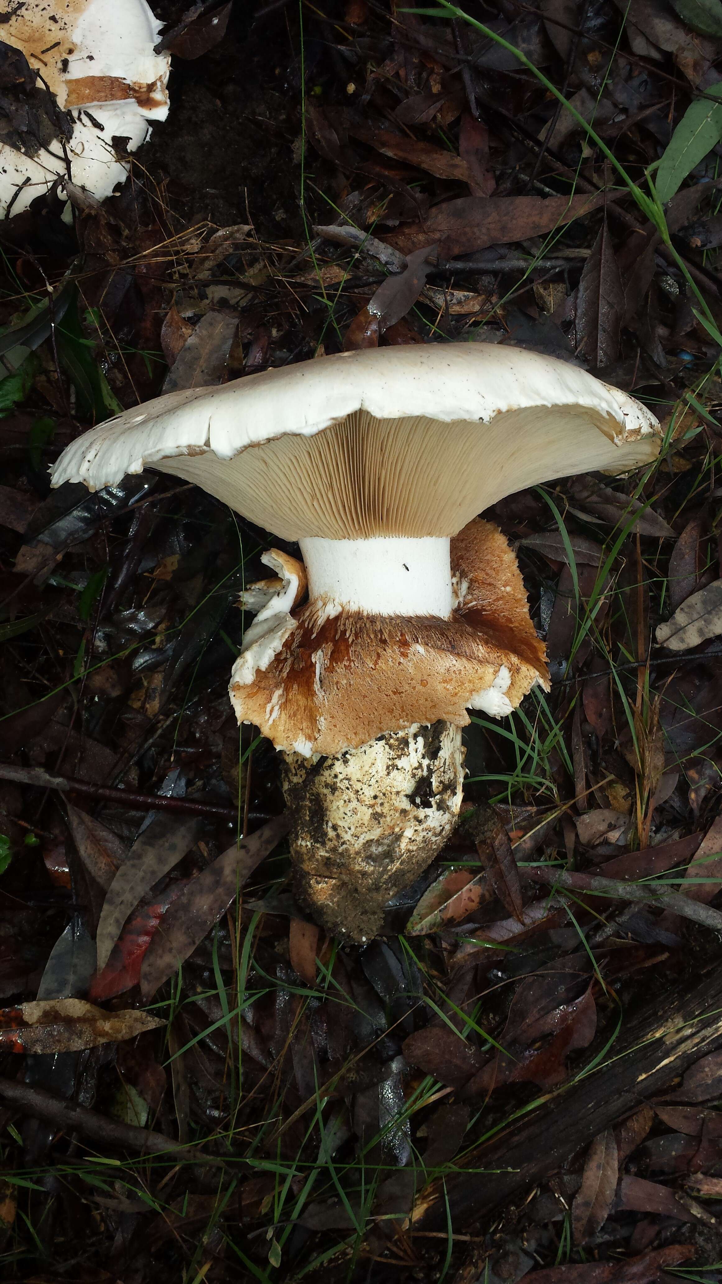 Image of Cortinarius australiensis (Cleland & Cheel) E. Horak 1981