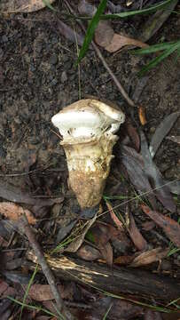 Image of Cortinarius australiensis (Cleland & Cheel) E. Horak 1981