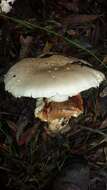 Image of Cortinarius australiensis (Cleland & Cheel) E. Horak 1981