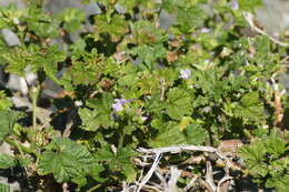 Image de mauve à petites fleurs