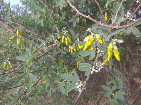 Image of Anagyris foetida L.