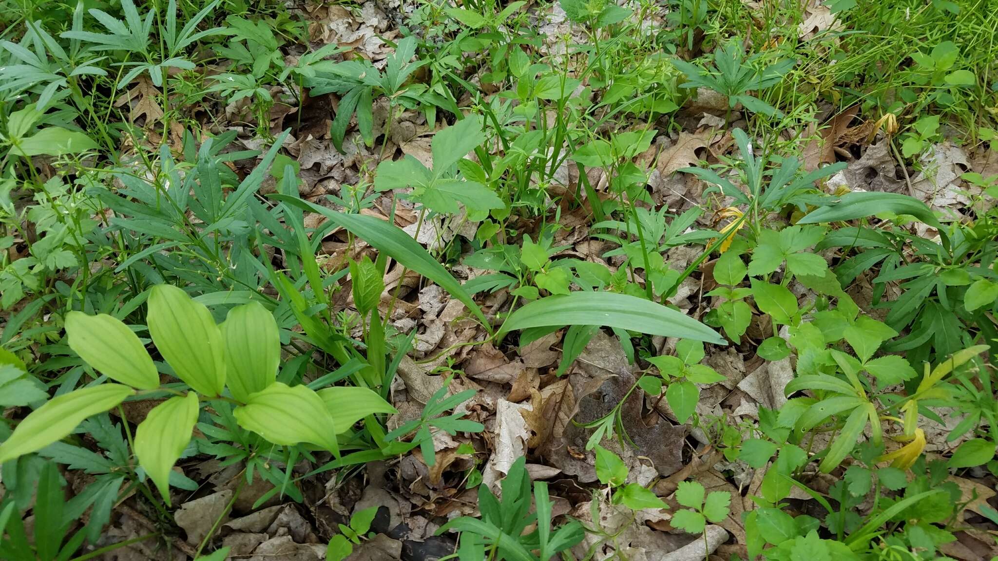 Image of narrowleaf wild leek