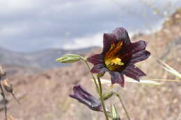 Image of salpiglossis