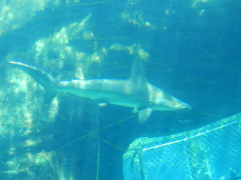 Image of Scalloped Hammerhead