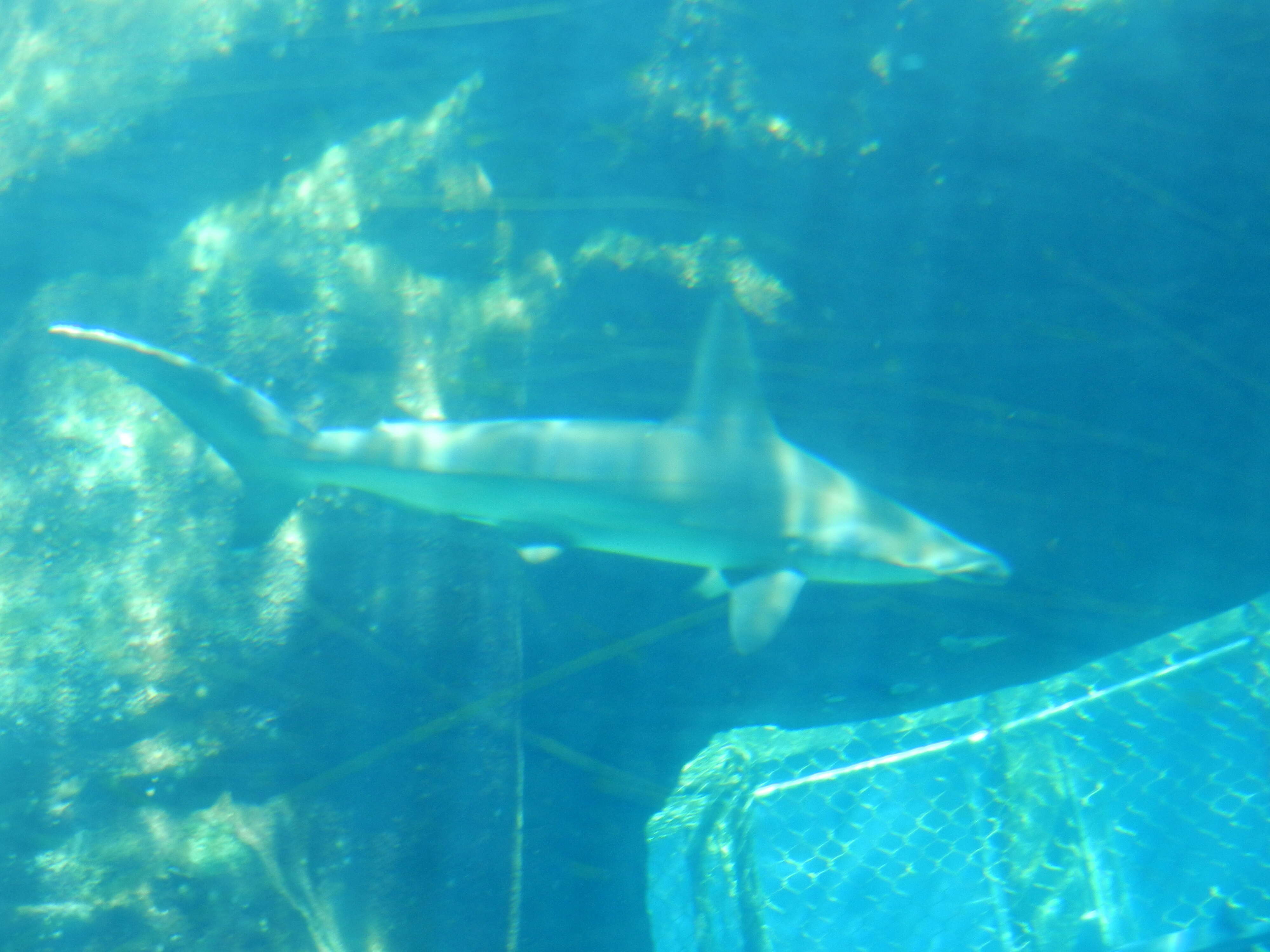 Image of Scalloped Hammerhead