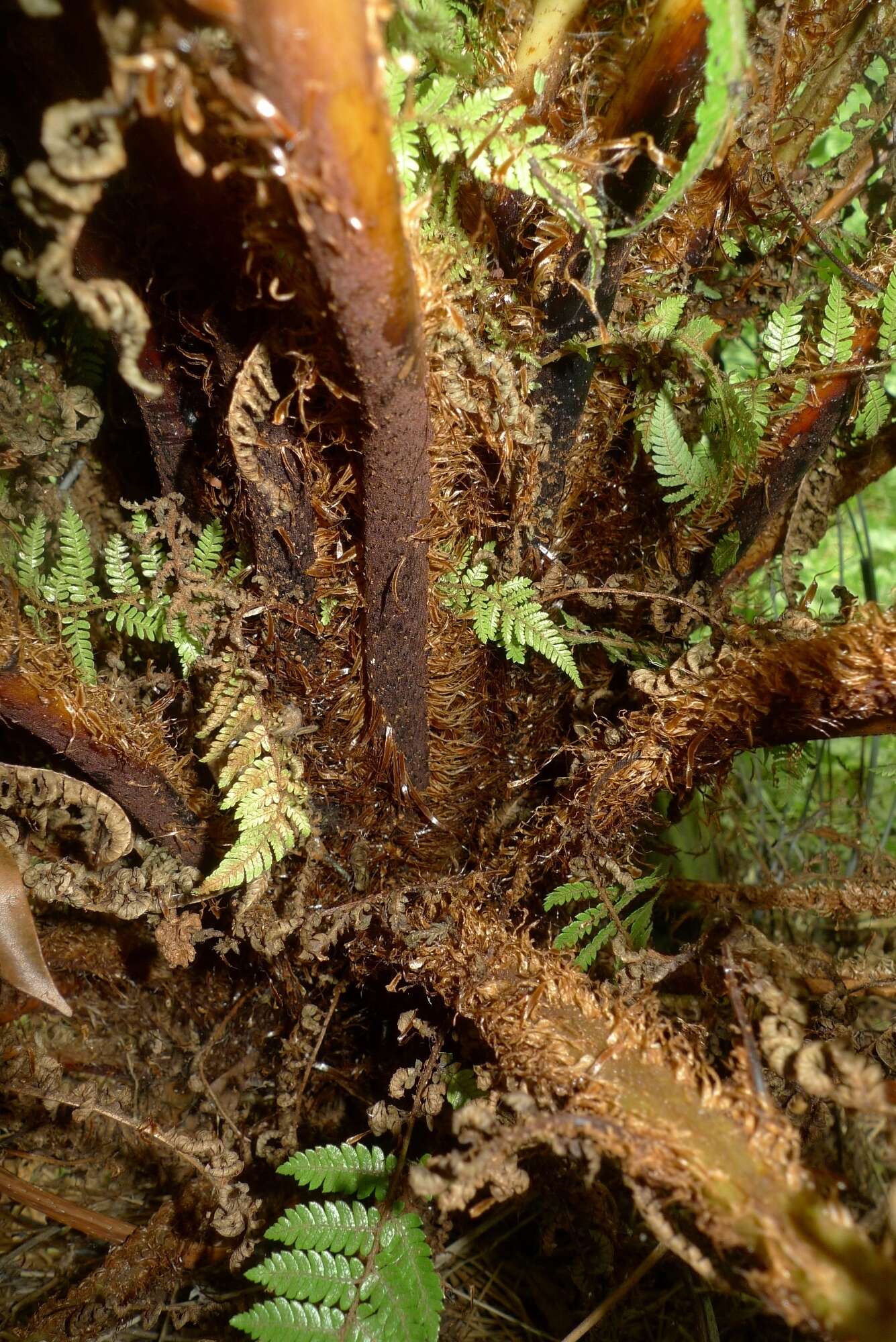 Image of Tree Fern Gully