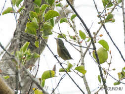 Image of Fire-breasted Flowerpecker