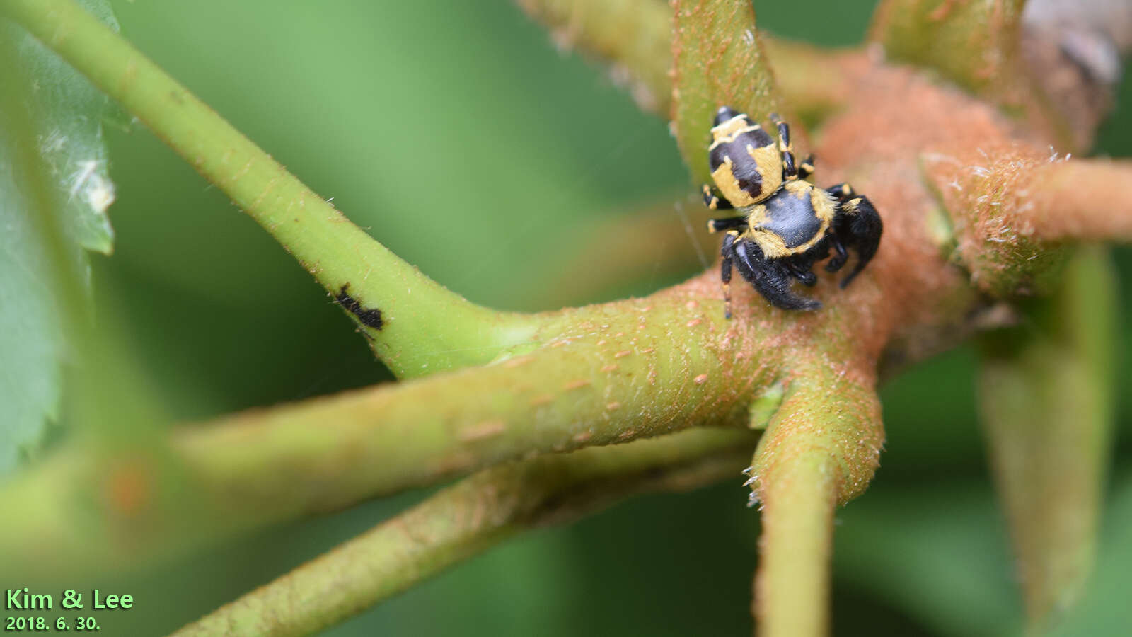 Imagem de Rhene albigera (C. L. Koch 1846)