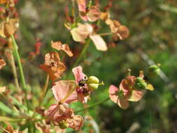 Image of Cypress Spurge