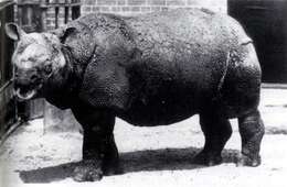 Image de Rhinoceros Linnaeus 1758