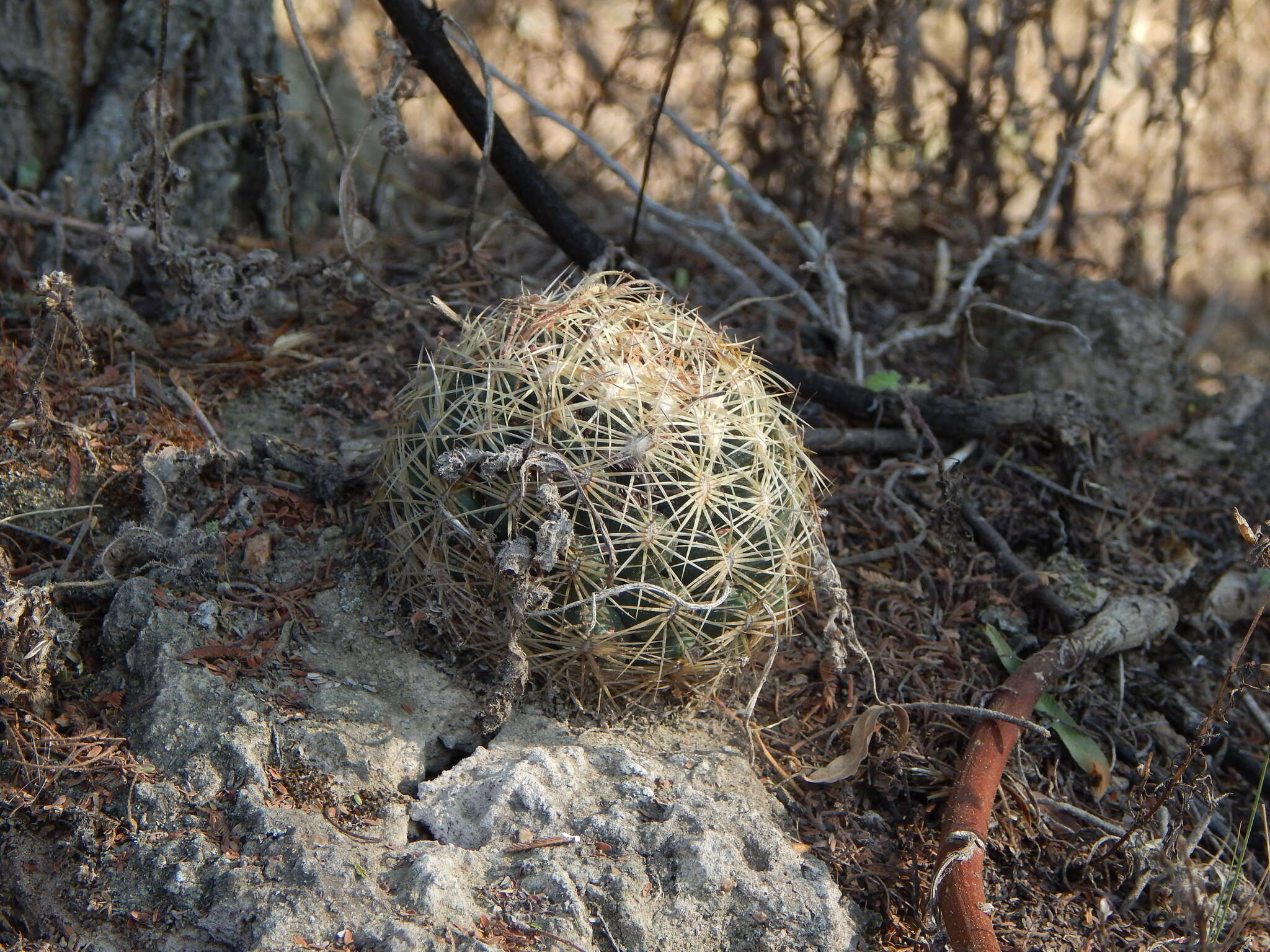 Image of Chihuahuan Foxtail Cactus