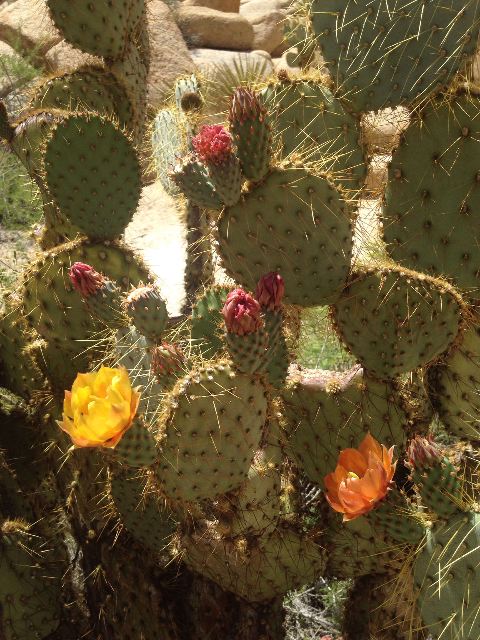 Image of Dollar-joint Prickly-pear