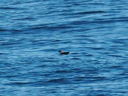 Image of Black-vented Shearwater