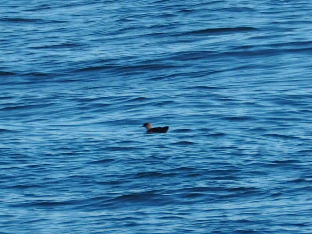 Image of Black-vented Shearwater