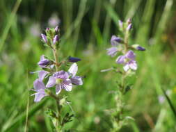 Image of Health Speedwell