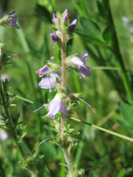 Image of Health Speedwell