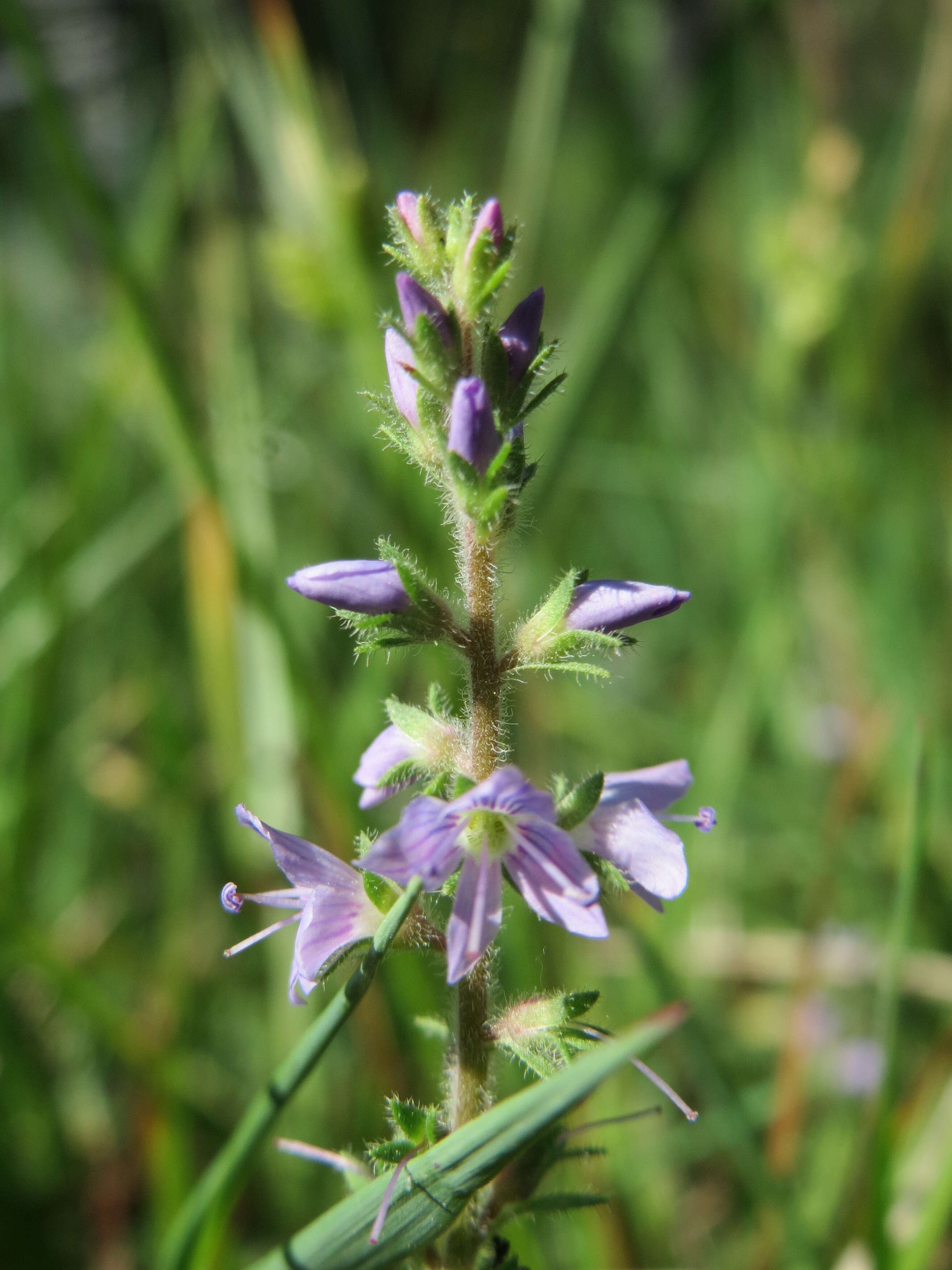 Image of Health Speedwell