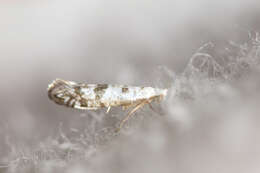 Image of American thuja shoot moth