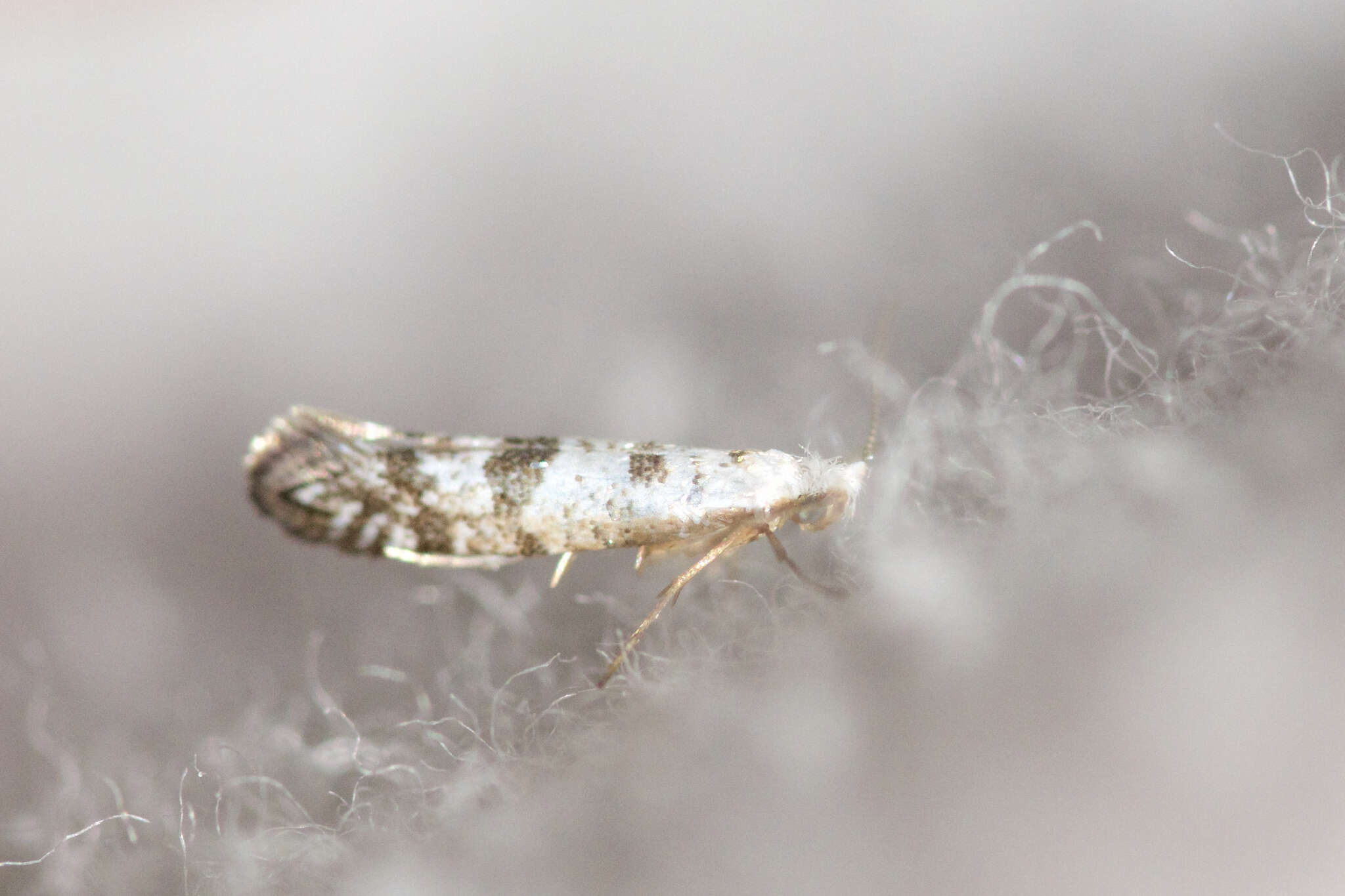 Imagem de Argyresthia thuiella Packard 1871