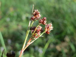 Image of common woodrush